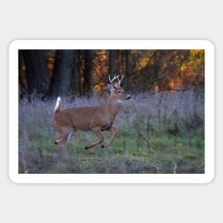 Scent of a Doe - White-tailed deer Sticker